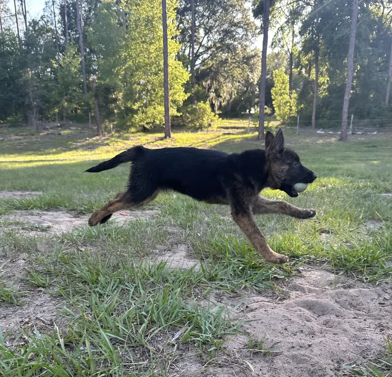Tina