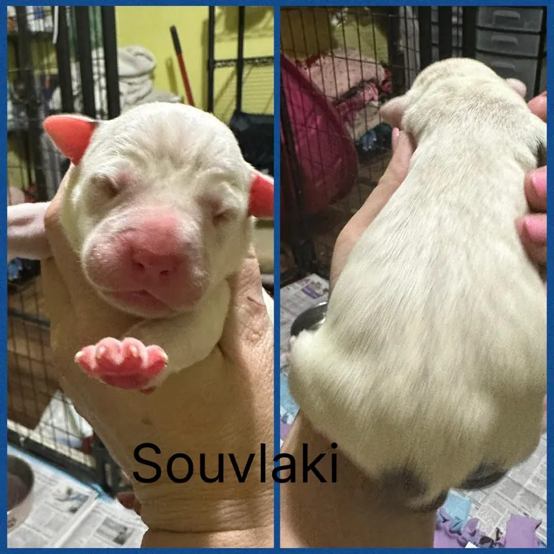 A baby medium-sized male White / Cream Mixed Breed dog named Souvlaki for adoption in DeKalb, IL
