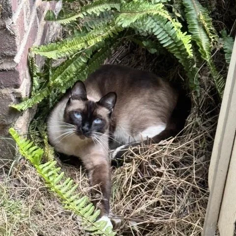 A young medium-sized male Seal Point Siamese cat named Simon for adoption in Sacramento, CA