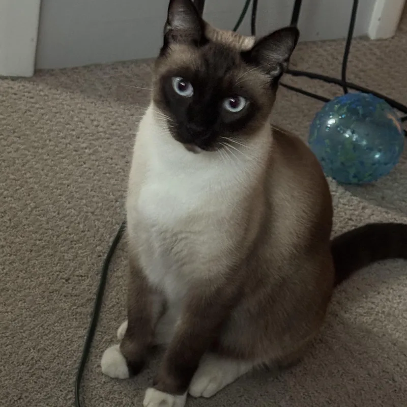 Simon thumbnail 4