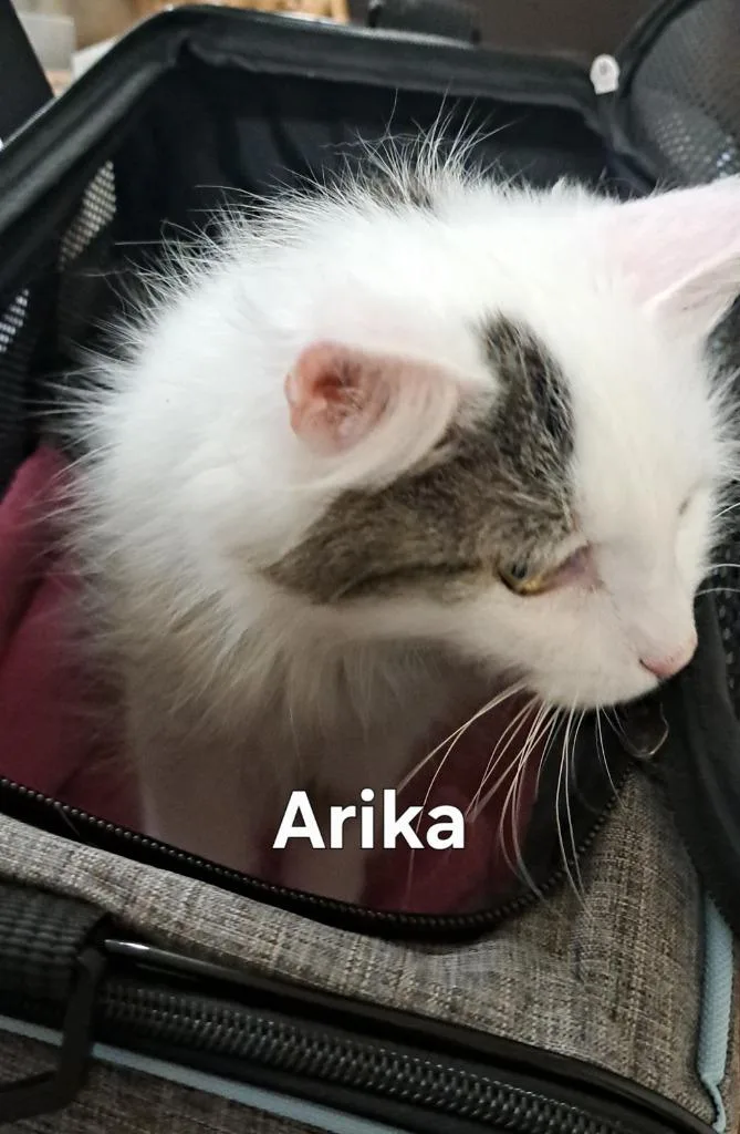 Arika
