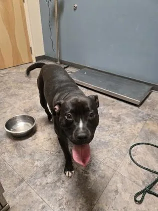A young large-sized female Mixed Breed dog named Queenie for adoption in Missoula, MT