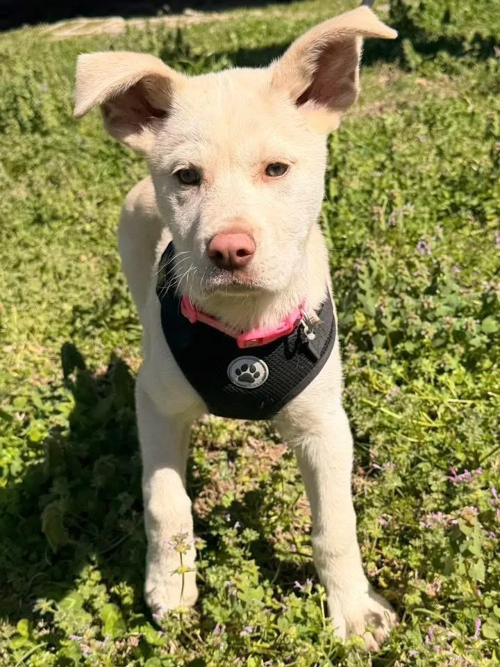 A baby medium-sized female Yellow / Tan / Blond / Fawn Australian Cattle Dog / Blue Heeler dog named Bella for adoption in Calera, AL