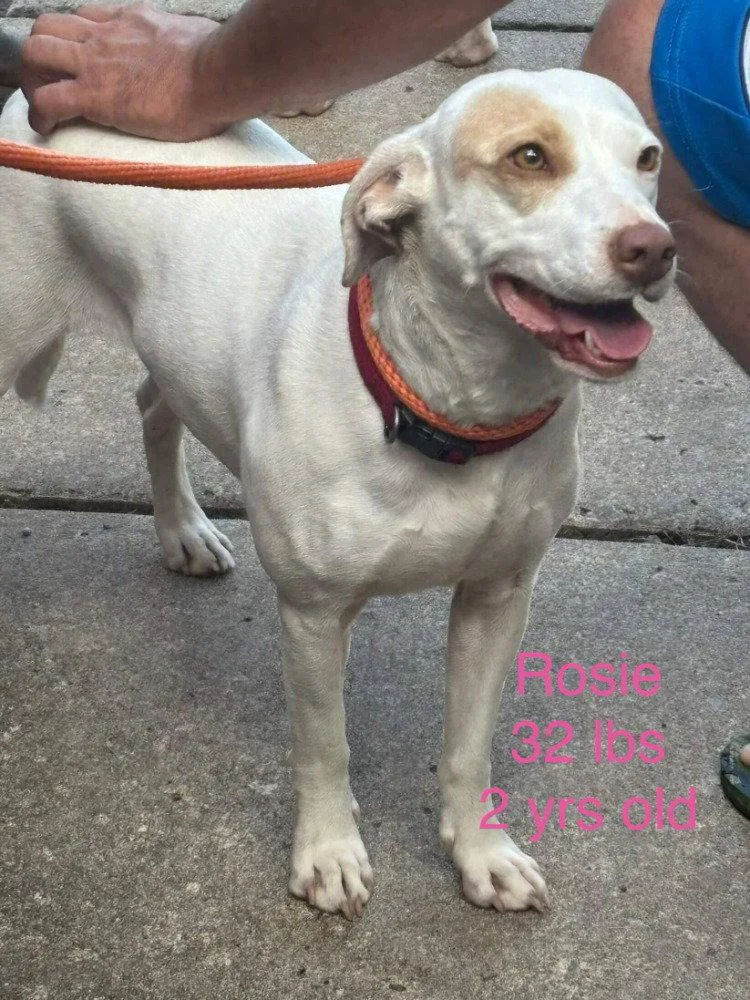 Rosie thumbnail 3