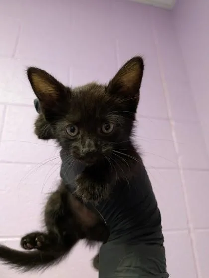 A baby small-sized female Black Domestic Short Hair cat named 61757054 for adoption in El Paso, TX