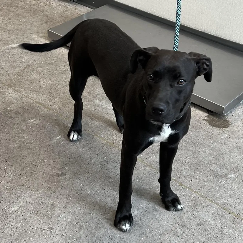 A young medium-sized female Black Mixed Breed dog named Suge for adoption in Las Cruces, NM