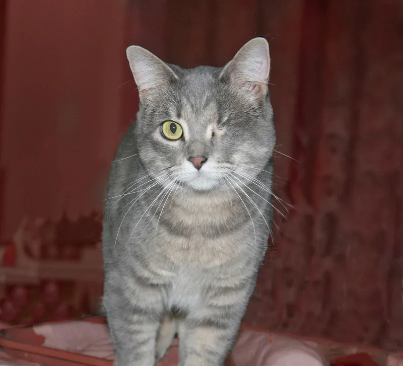 An adult medium-sized female Tabby (Gray / Blue / Silver) Tabby cat named Faith for adoption in Victoria, MN