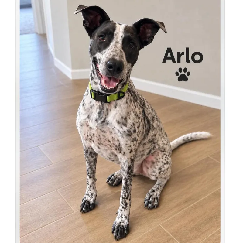 A young large-sized male White / Cream Australian Cattle Dog / Blue Heeler dog named Arlo for adoption in Phoenix, AZ