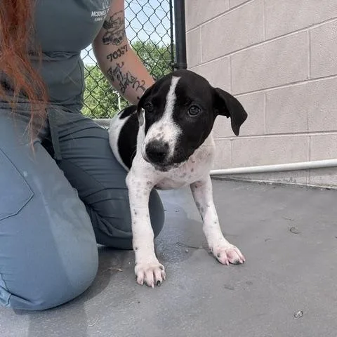A baby small-sized male Mixed Breed dog named Linus for adoption in Marion, NC