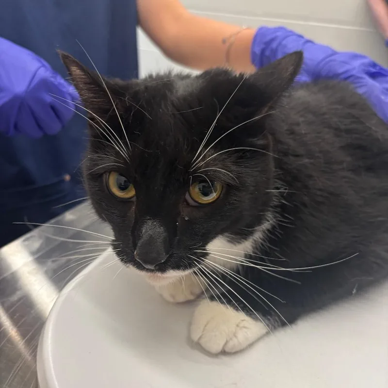 An adult medium-sized male Black & White / Tuxedo Domestic Short Hair cat named Derecho for adoption in Evanston, IL