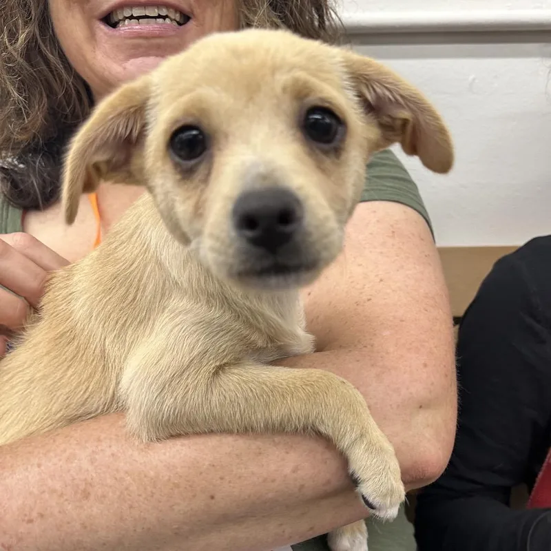 A baby small-sized male Yellow / Tan / Blond / Fawn Chihuahua dog named Wolfie for adoption in Point Richmond, CA