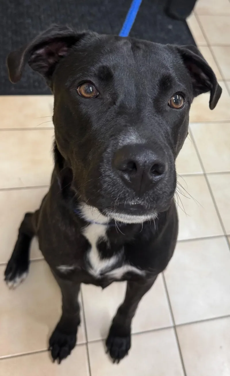 A young medium-sized male Black Labrador Retriever dog named Blaze for adoption in tannersville, PA
