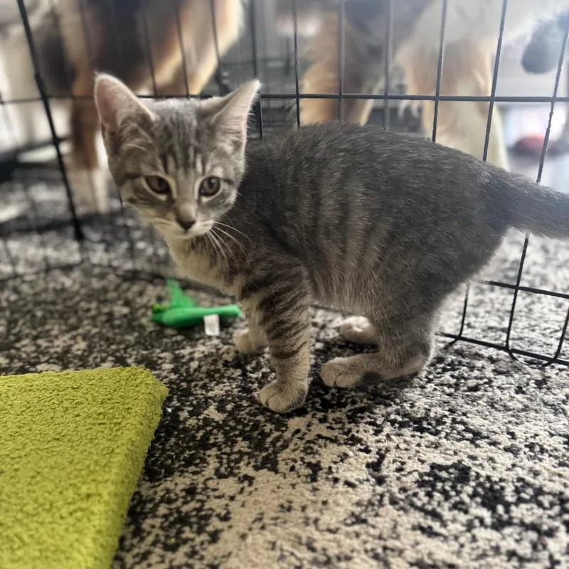 A baby small-sized male Gray / Blue / Silver Domestic Short Hair cat named Catniss Everclean for adoption in Staten Island, NY