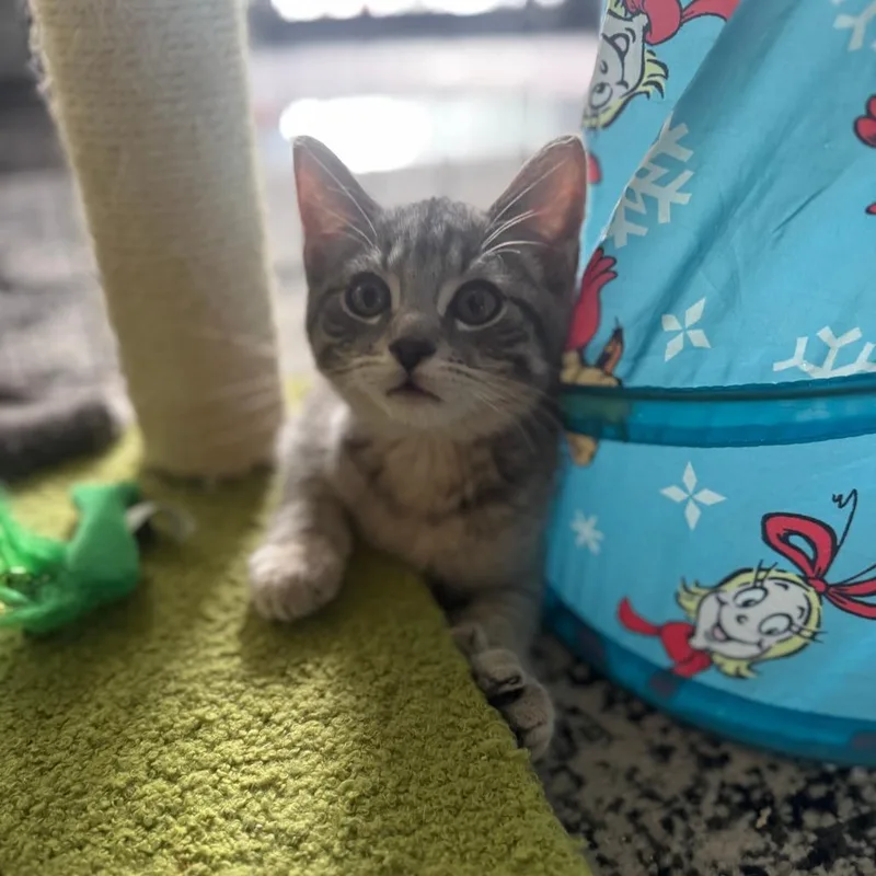 Catniss Everclean thumbnail 2