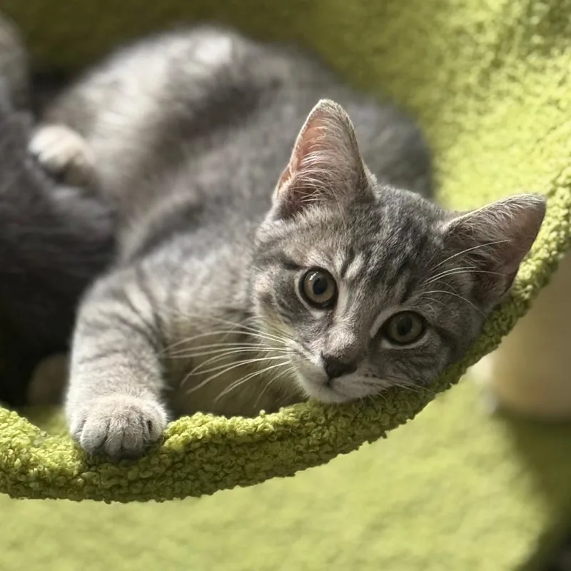 Catniss Everclean thumbnail 3