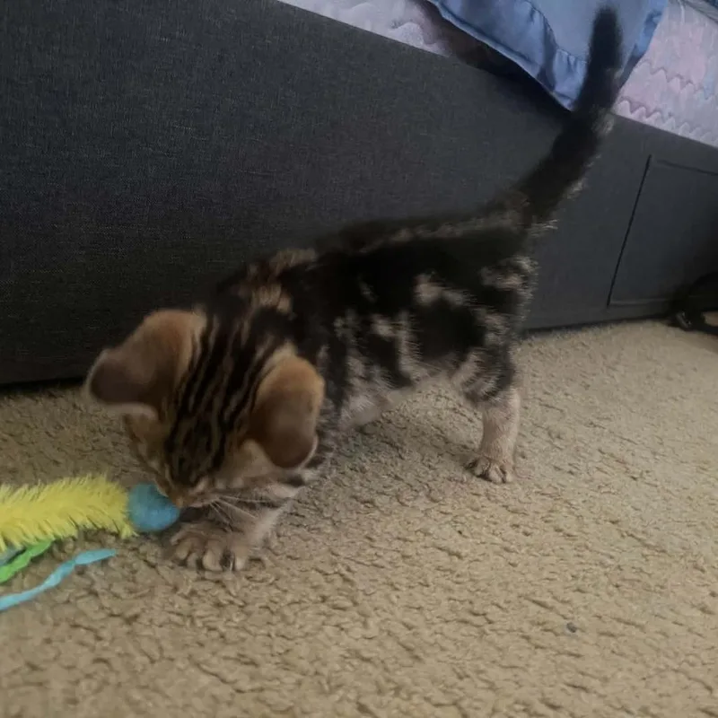 A baby small-sized male Black Domestic Short Hair cat named Darry for adoption in Willows, CA