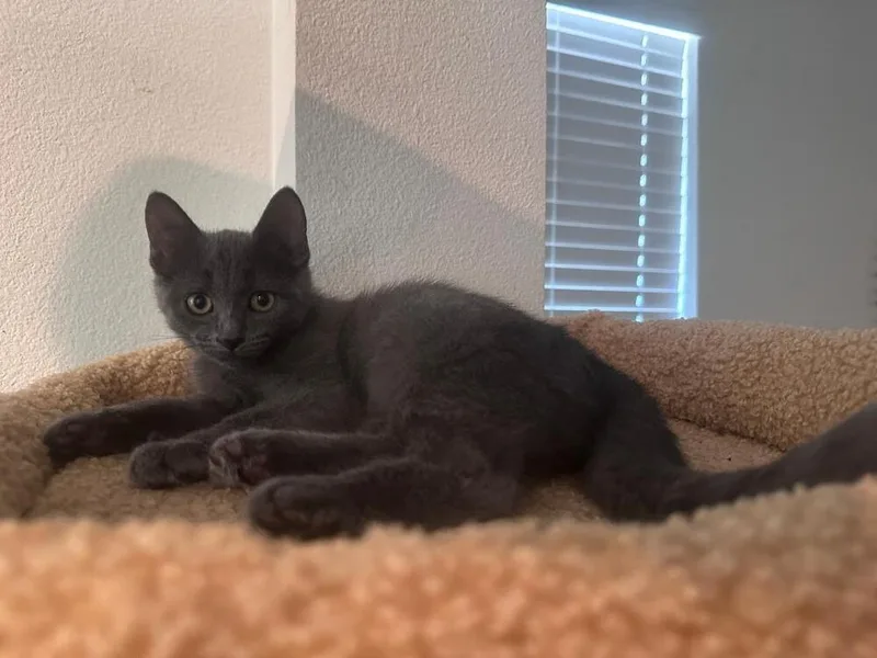 A baby medium-sized female Blue Point Russian Blue cat named Francine for adoption in Oceanside, CA