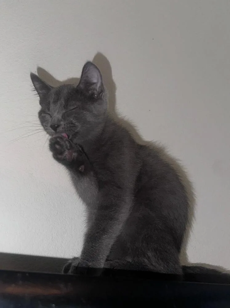 Francine thumbnail 6