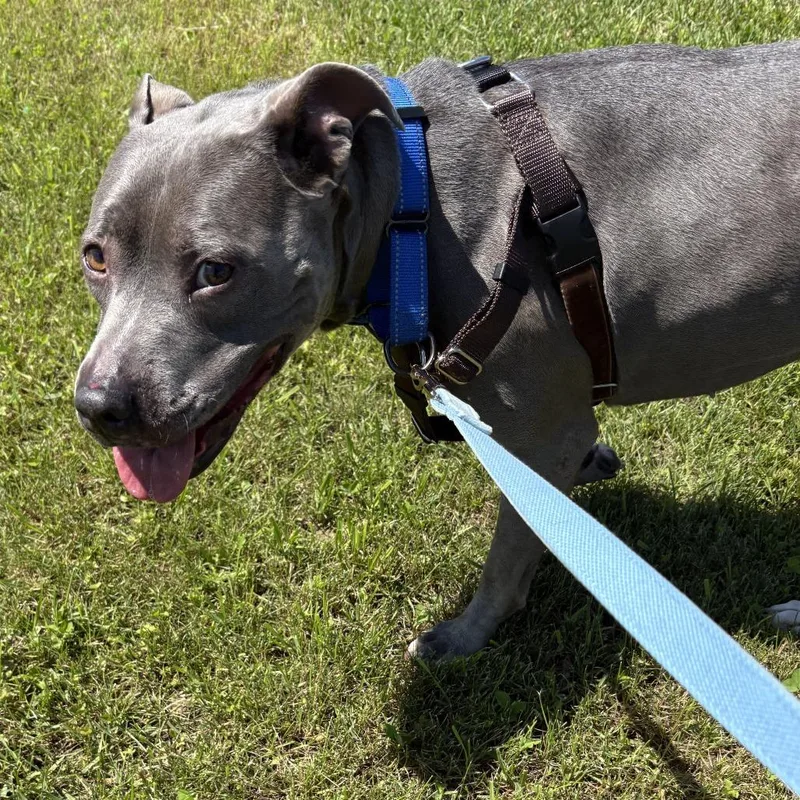An adult medium-sized female Gray / Blue / Silver Mixed Breed dog named Arya for adoption in Dover, NH