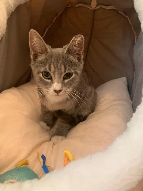A baby small-sized male Domestic Short Hair cat named Buddy for adoption in BREINIGSVILLE, PA