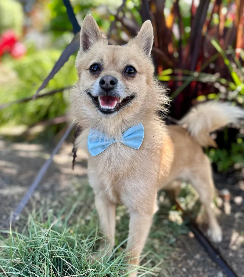 A young small-sized male Pomeranian dog named Juice Box for adoption in Palo Alto, CA