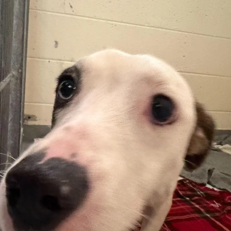 An adult small-sized male White / Cream Mixed Breed dog named Bingo for adoption in Asheville, NC