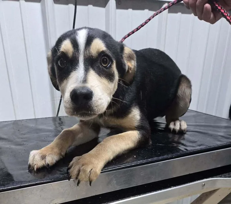 A baby medium-sized female Tricolor (Brown, Black, & White) Husky dog named Annie Mae for adoption in Waverly, OH