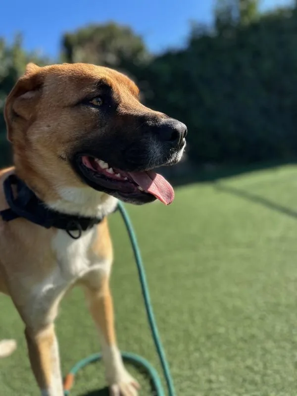 An adult large-sized male German Shepherd Dog dog named Winston for adoption in Vallejo, CA
