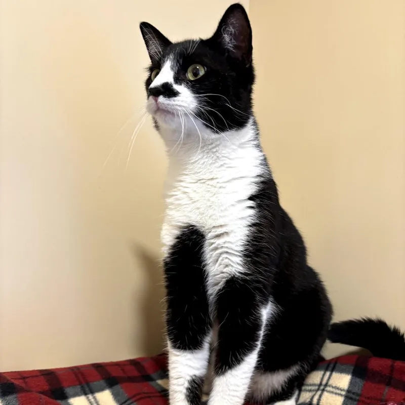 A young large-sized male White Domestic Short Hair cat named Ajax for adoption in Agoura Hills, CA