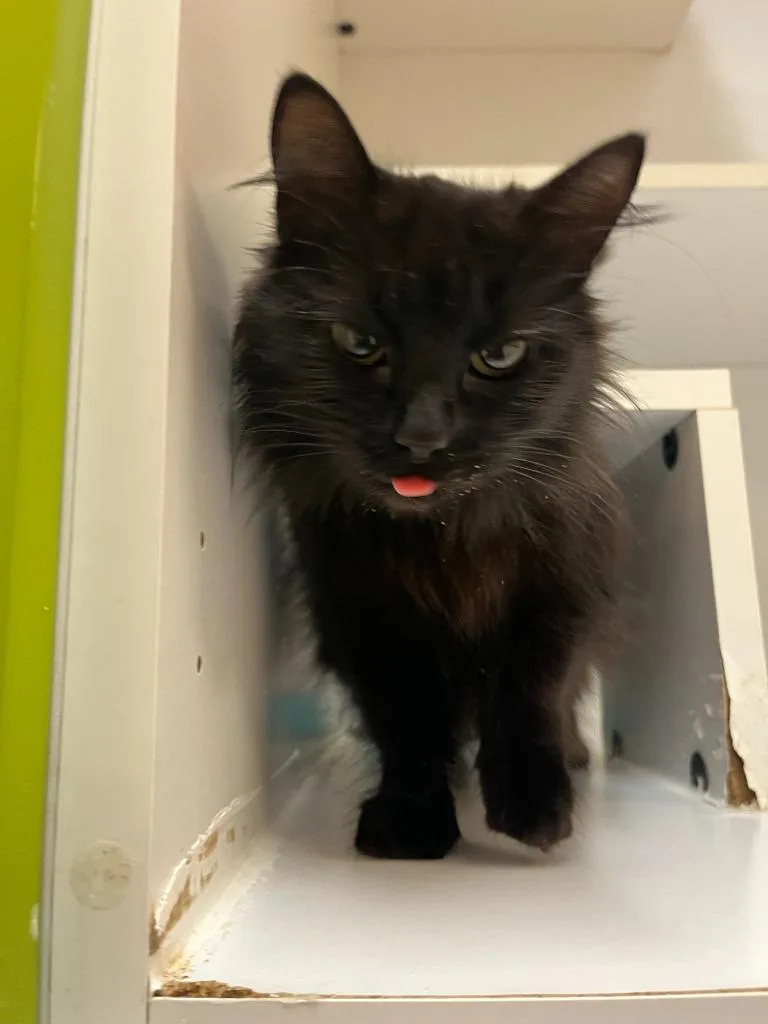 Petco Condo thumbnail 2