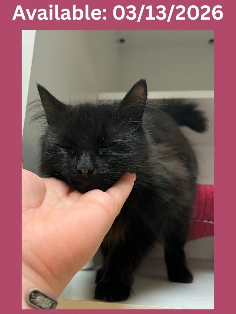 Petco Condo thumbnail 3