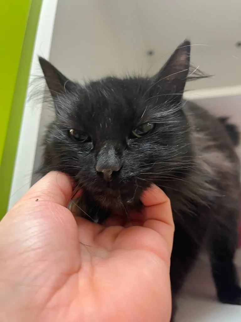 Petco Condo thumbnail 4