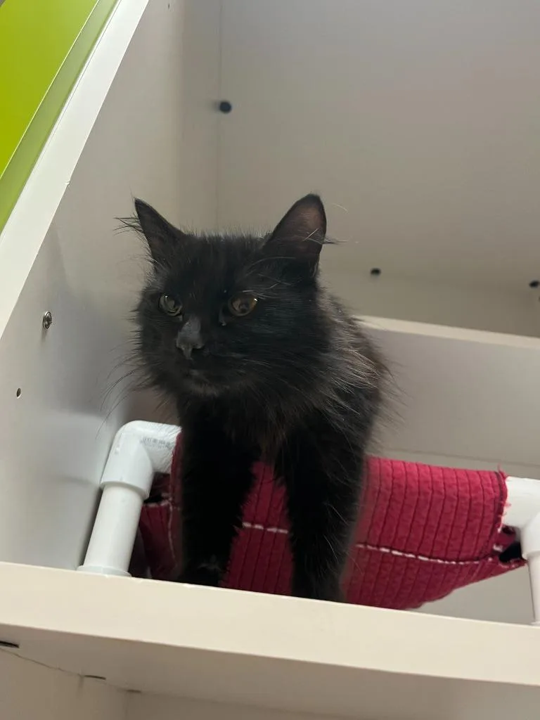 Petco Condo thumbnail 5