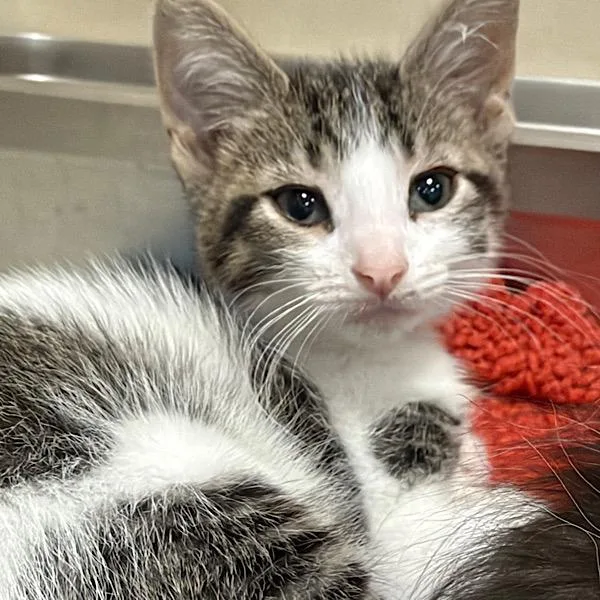 A baby small-sized male Domestic Short Hair cat named Jackson for adoption in Des Moines, IA