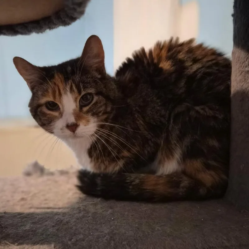 A senior medium-sized female Calico Domestic Short Hair cat named Myrtle for adoption in Beulaville, NC