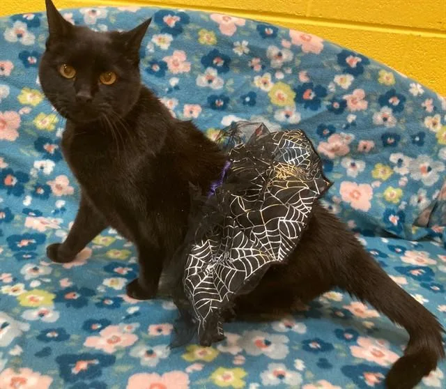 An adult large-sized female Domestic Short Hair cat named Gipsy for adoption in Upper Marlboro, MD