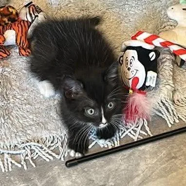 A baby small-sized male Domestic Medium Hair cat named Worple for adoption in Fredericksburg, VA