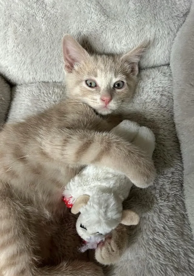 A baby medium-sized male Domestic Short Hair cat named Bryce for adoption in Hamilton, OH