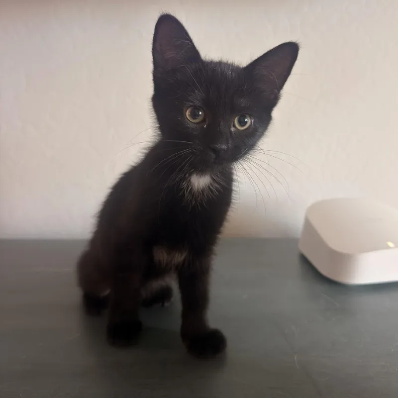 Onyx