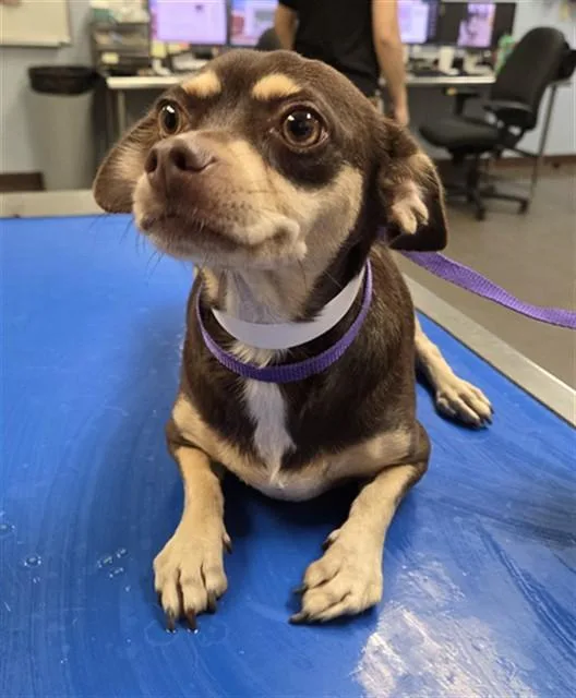 An adult small-sized female Chihuahua dog named Queenie for adoption in Phoenix, AZ