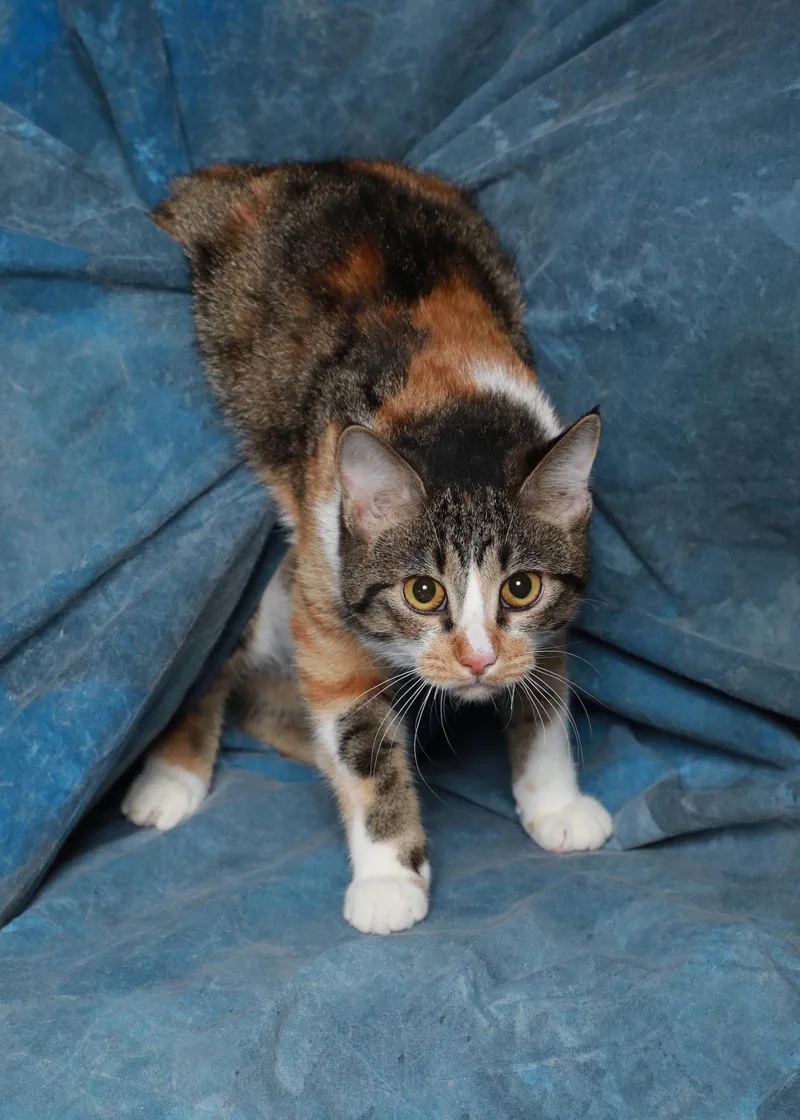 A young medium-sized female Domestic Short Hair cat named Lucy for adoption in Rock Falls, IL