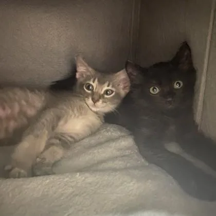 A baby small-sized male Domestic Medium Hair cat named Wolfgang & Nicola for adoption in Fort Worth, TX