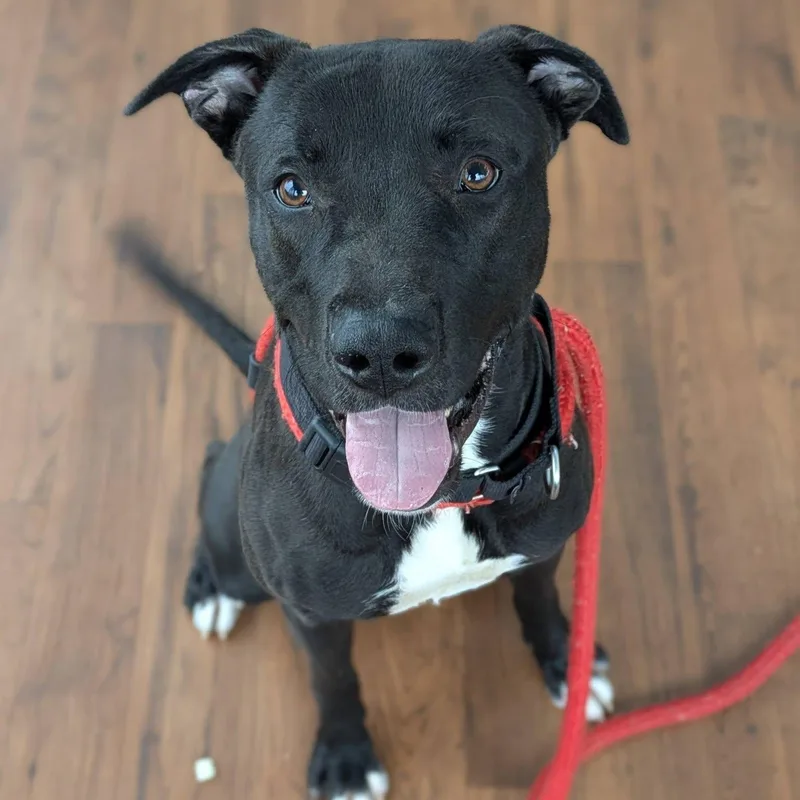 A young medium-sized male Terrier dog named Chuck for adoption in North Syracuse, NY