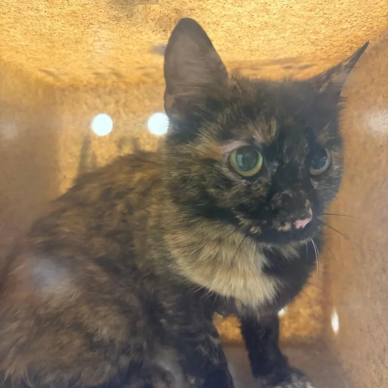 A young medium-sized female Calico Domestic Short Hair cat named 71271 for adoption in Harrisonburg, VA