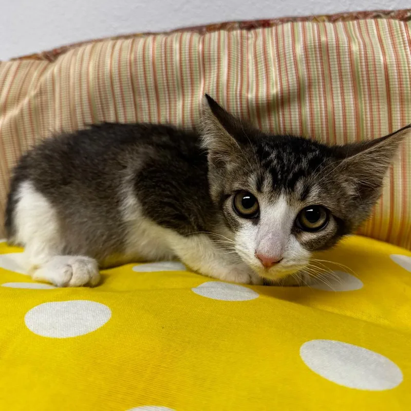A baby small-sized female Brown / Chocolate Domestic Short Hair cat named Brenda for adoption in Henderson, NV