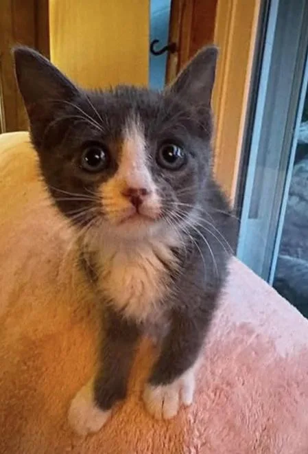 A young small-sized female Gray & White American Shorthair cat named Anna for adoption in Fort Payne, AL
