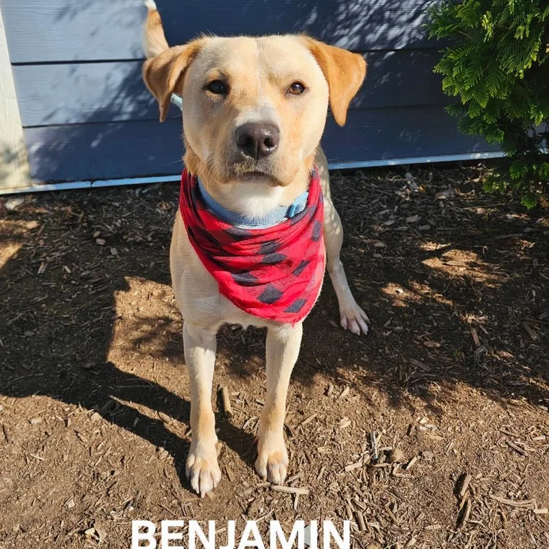 An adult medium-sized male Yellow / Tan / Blond / Fawn Yellow Labrador Retriever dog named Benjamin for adoption in Madisonville, TN