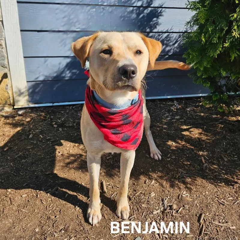 Benjamin thumbnail 2