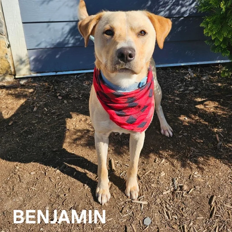 Benjamin thumbnail 3