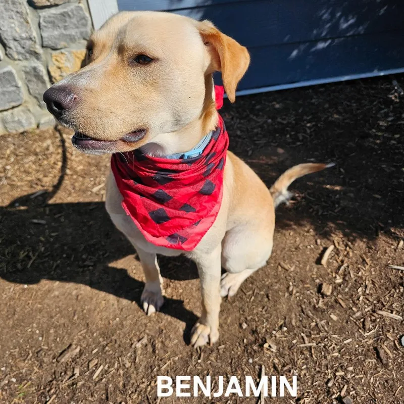 Benjamin thumbnail 5